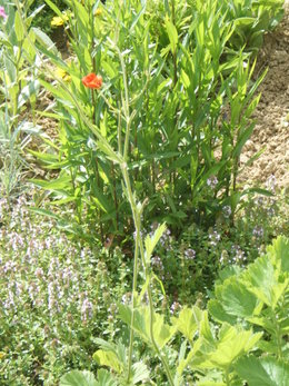 Noms de fleurs