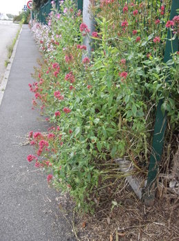 nom des fleurs