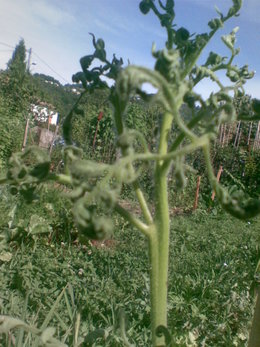 problème sur tomates anciennes