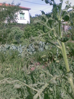 problème sur tomates anciennes