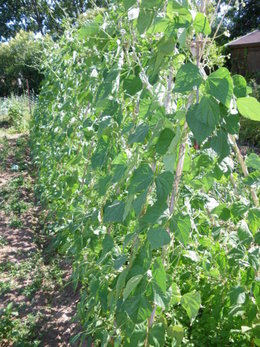 Semer les haricots
