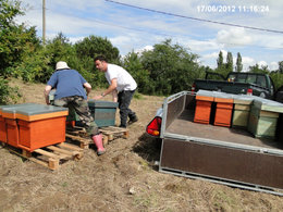 Les abeilles ... nos amies