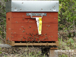 Les abeilles ... nos amies