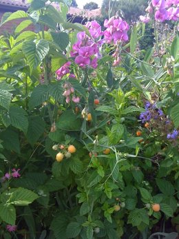 Le potager de Nannou87