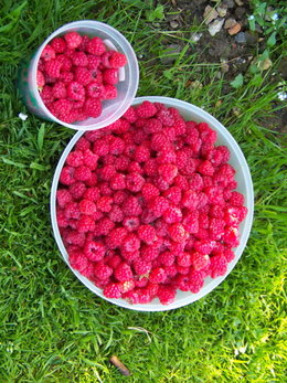 framboise 