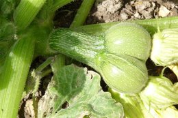 Vos plus belles courges