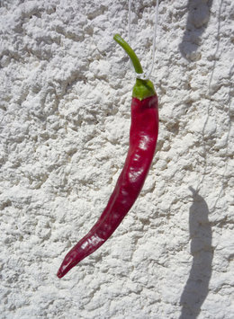 Piment - Capsicum annuum