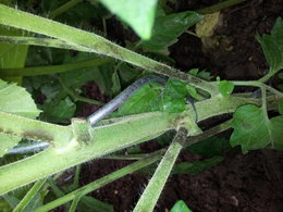 mildiou sur tomates et cornichons?