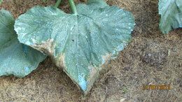 feuilles des courgettes