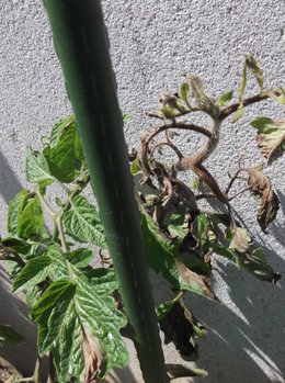 mildiou sur tomates et cornichons?