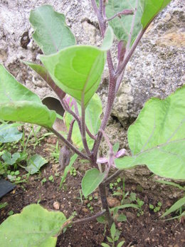 Aubergines qui ne se développent  pas 