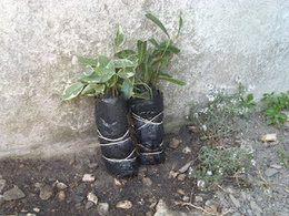 Bouturer à l'étouffée le ficus benjamina