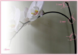 Taille des racines d'une Vanda (orchidée)