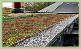 Avez-vous déjà vu une toiture végétale ?