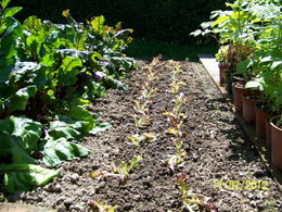 salade feuille de chene 