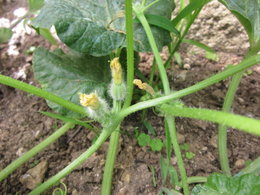 plants de courge envahissants  et plants de melons pleins de fleurs