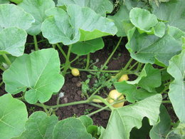 plants de courge envahissants  et plants de melons pleins de fleurs