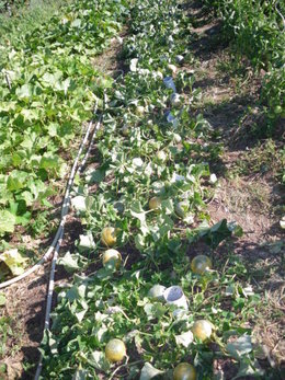 plants de courge envahissants  et plants de melons pleins de fleurs