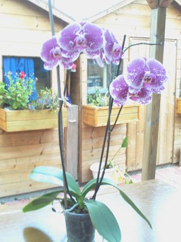Avez-vous déjà offert une orchidée ?