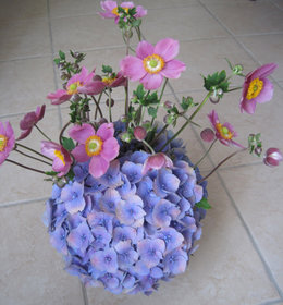 Hortensia - Hydrangea macrophylla