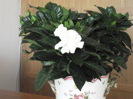 Gardenia