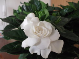 Gardenia