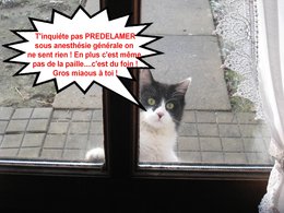 Problème avec les chats errants