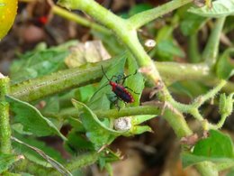 Insecte ravageur inconnu