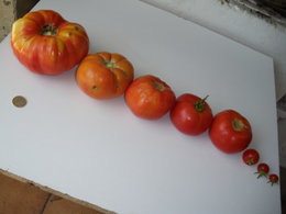 Tomate