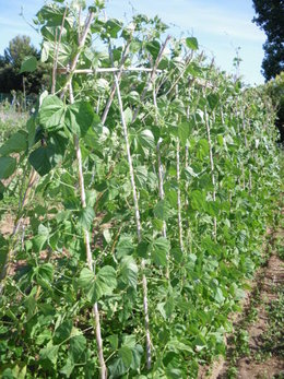 variété d'haricots grimpants.........