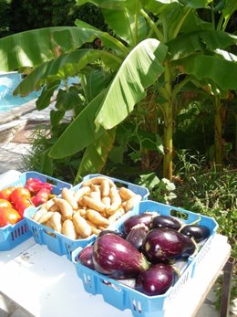 Aubergine - Solanum melongena