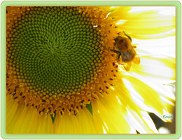 Avez-vous des tournesols dans votre jardin ?