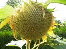 Avez-vous des tournesols dans votre jardin ?