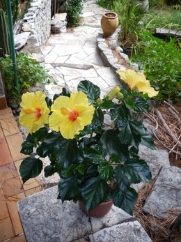 hibiscus