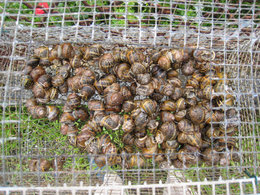 escargot dans mes choux