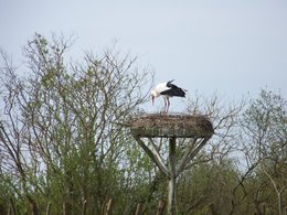 les cigognes passent la journée  chez nous