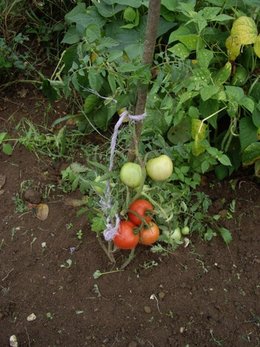 Le mildiou et les légumes. A-t-il frappé votre jardin ?
