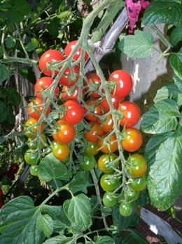 Le mildiou et les légumes. A-t-il frappé votre jardin ?