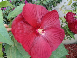 Bouturer l'hibiscus moschetos