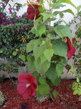 Bouturer l'hibiscus moschetos