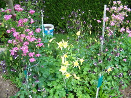 Ancolie vulgaris 'Nora Barlow' - Aquilegia