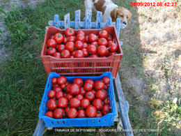 Le jardinage en septembre