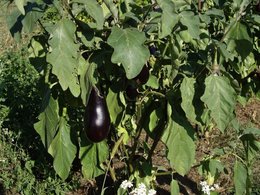 Le jardinage en septembre