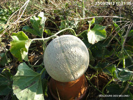 Le jardinage en septembre