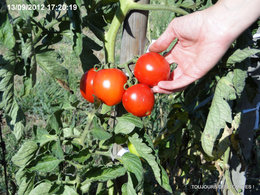 Le jardinage en septembre