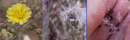 La récolte de graines de légumes et condimentaires au jardin