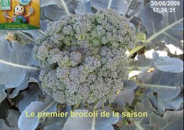 1er BROCOLI