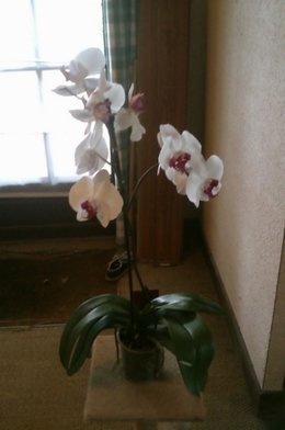 mes orchidées