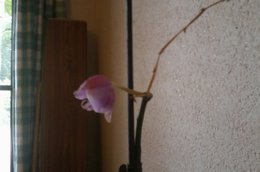 mes orchidées