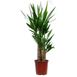 yucca à 2 troncs mal en point - HELP